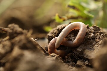One worm crawling in wet soil, closeup. Space for text