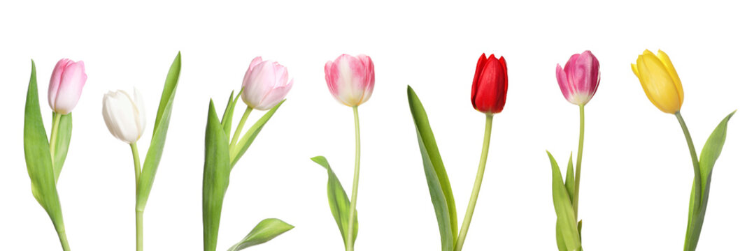 Set of beautiful tulips in different colors isolated on white