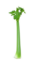 Green celery stick isolated cutout on transparent