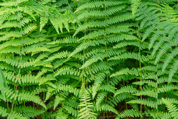 Fern leaf pattern background for design copy space