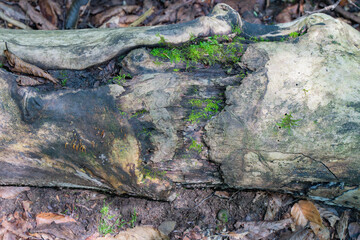 woodland tree bark and moss background for graphic design, copy space horizontal image 