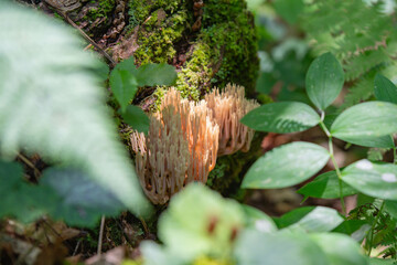 woodland tree foliage fern bark and moss background for graphic design, copy space horizontal image, selective focus bokeh backgrounds