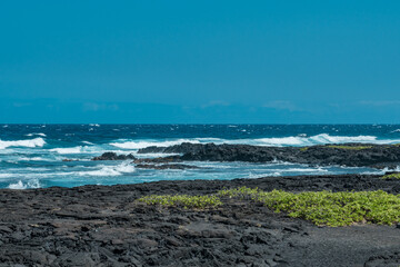 Fototapeta na wymiar Punalu'u Black Sand Beach , Big Island, Hawaii. Pahoehoe Lava. volcanic rock. Scaevola taccada,beach cabbage, sea lettuce, or beach naupaka,