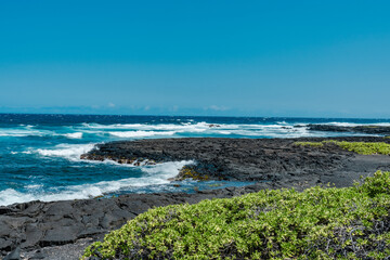 Fototapeta na wymiar Punalu'u Black Sand Beach , Big Island, Hawaii. Pahoehoe Lava. volcanic rock. Scaevola taccada,beach cabbage, sea lettuce, or beach naupaka,