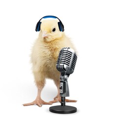 Cute crazy fluffy chick with headphones and a microphone