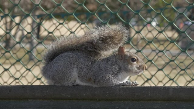 Squirrel in Urban Jungle: A Close-up from Washington Park