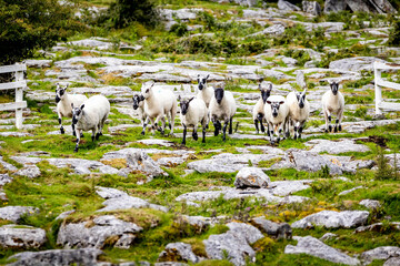 Sheep herd guided by shepherd trained dog outdoors