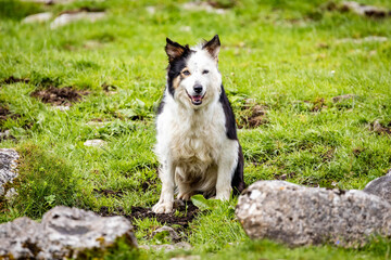 Close up portrait of Border Collie sheep dog working outdoors