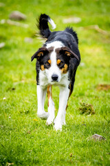 Close up portrait of Border Collie sheep dog working outdoors