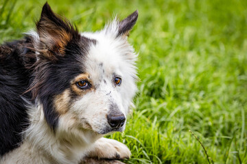 Close up portrait of Border Collie sheep dog working outdoors