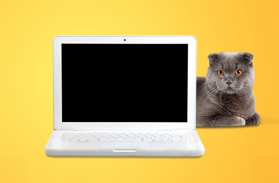 Cute Domestic Cat And A Open Laptop