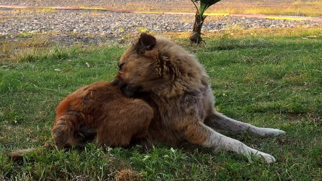 dog lies in the park. The dog pulls fleas out of the coat. Itchy dog. Wool paras