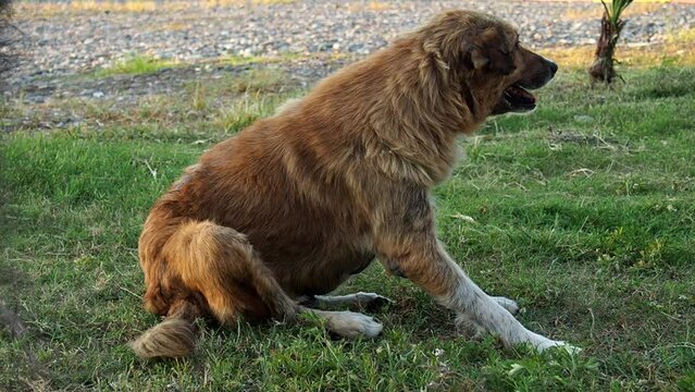 dog lies in the park. The dog pulls fleas out of the coat. Itchy dog. Wool paras