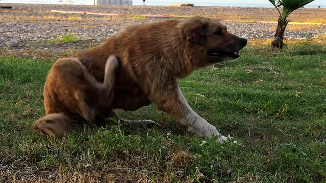 dog lies in the park. The dog pulls fleas out of the coat. Itchy dog. Wool paras