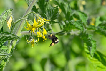 A bumblebee pollinates an organic tomato blossom in the garden.