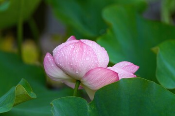 雨粒まとってひっそりと咲く満開のピンクのハス