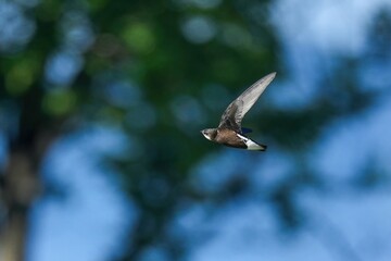 グリーンバックに颯爽と飛ぶハリオアマツバメ
