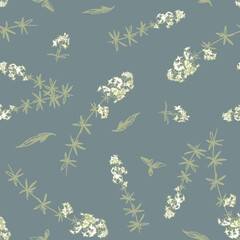 White bedstraw galium with flowers and grass leaves. Hand drawn vector seamless pattern