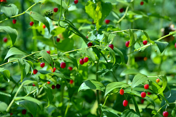 Watermelon Berry (Streptopus amplexifolius), or Twisted Stalk, plants with ripening berries in Alaska's boreal forest. 
