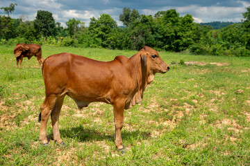 Naklejka na ściany i meble Brown calf standing in a field, Cute young cow standing in the fields.