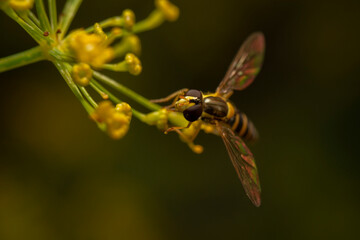 Syrphus vitripennis