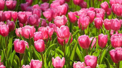 beautiful pink tulip in the garden, natural background