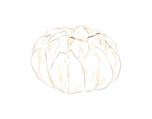 Dried lily bulb in ingredients illustration