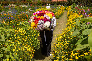 Silleteros parade, flower fair in the city of Medellin - Colombia