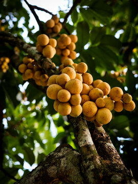 closed up portrait of dokong friuts, a tropical fruits that taste sweet and sour
