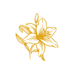 Hand drawn lily flower. Lily flower line art vector illustration