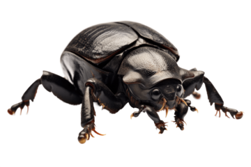 African Dung Beetle isolated on transparent background.