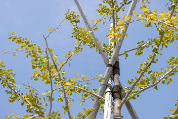支柱で支えた銀杏の木