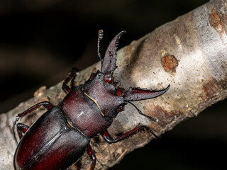 【昆虫】木の上の夜のノコギリクワガタの小型種のオス