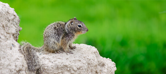 Squirrel in the park