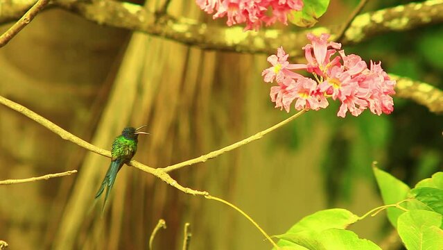Tiny Blue tailed emerald hummingbird perched on Tabebuia rosea flower tree