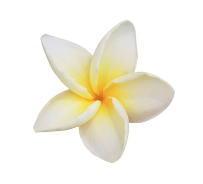Plumeria or Frangipani or Temple tree flower. Close up white-yellow frangipani flowers bouquet isolated on transparent background.	
