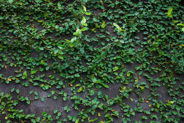 old stone wall with natural green leaves in garden.