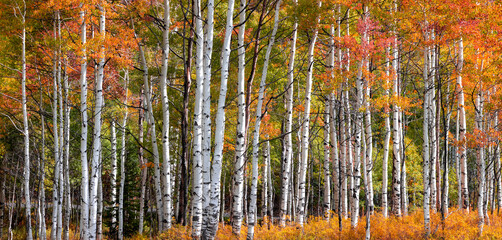 Panoramic view of colorful Aspen trees in Utah, wasatch mountains during autumn time