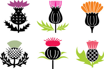 Multi color Milk thistle (Silybum marianum). Thistle burdock  set, Scottish flower. Blossom plant. Editable vector,Easy to reuse in designing. eps 10. - obrazy, fototapety, plakaty
