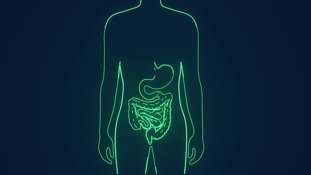 digestive system in human body anatomy medical science animation 