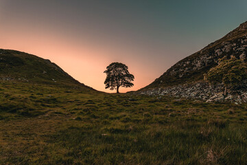 View of the Sycamore tree at the Sycamore Gap in the twilight