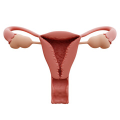 uterus 3d illustration