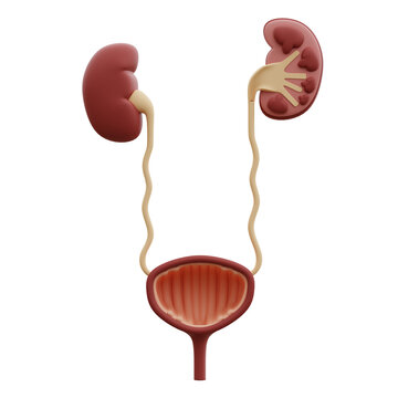 urinary tract 3d illustration