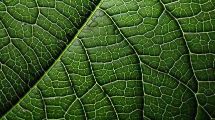Obraz premium high quality detailed leaf macro shot fot background asset
