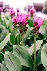 Pink curcuma (Curcuma alismatifolia) flowers in the garden