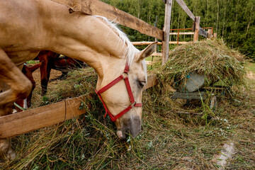 a nightingale horse eats cut grass with its head out of the paddock
