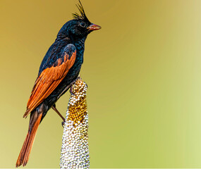 Crested Bunting Male
