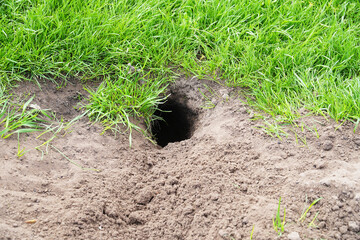 Freshly dug gopher hole in the ground - obrazy, fototapety, plakaty