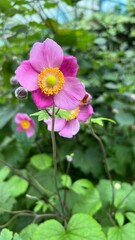 Hadspen Abundance flowers continue to produce semi-double cup-shaped deep pink flowers with reddish-pink outer petals. This anemone is a wonderful plant for adding late summer color to the garden.