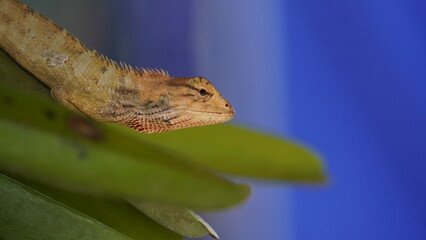close up of a caterpillar